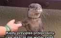 Stan przejściowy