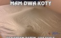 Mam dwa koty