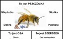 Pszczoła, osa i szerszeń - Rozróżniaj!