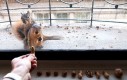 Znęcanie się nad wiewiórkami