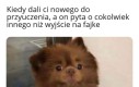 Ty nowy niepoważny jakiś jesteś