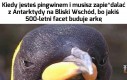 Problemy pingwinów