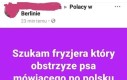 Rzadka rasa psa