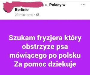 Rzadka rasa psa