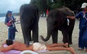 Masaż w wydaniu słoni
