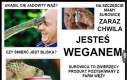 Sposób na weganów