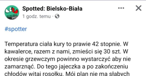 Dżinius - Jeja.pl