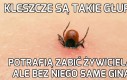 Trudny żywot kleszczy