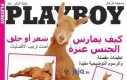 Playboy z Arabii Saudyjskiej