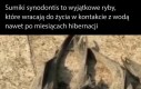 Ciekawe i lekko przerażające