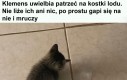 Naukowy kiciuś