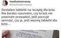 Pijane koty za kierownicą to coraz poważniejszy problem globalnie