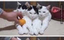 Koteły i piramida mandarynek