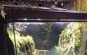 System Dagobah w żabim terrarium