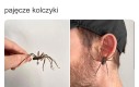 No niektórzy podobną lubią