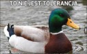 To nie jest tolerancja