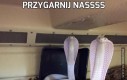 Przygarnij nassss