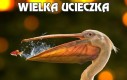 Wielka ucieczka