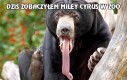 Dziś zobaczyłem Miley Cyrus w ZOO