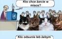 Za dużo byś chciał chłopie