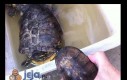 Jak odpicować żółwia