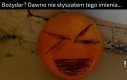 To prawdziwa legenda memiarstwa