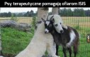 Terapia dla kozy