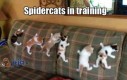 Spidercats