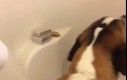 Mycie psa za pomocą masła orzechowego