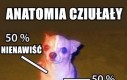 Anatomia cziułały