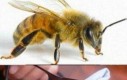 Jak pszczoły wyglądają naprawdę