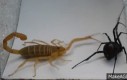 Dla ludzi o mocnych nerwach: Skorpion vs. Czarna wdowa