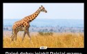 Dzień dobry jejaki! Dzisiaj mamy: Światowy Dzień Żyrafy