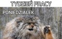 Tydzień pracy