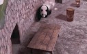 Pandarambo w akcji