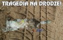 Tragedia na drodze!