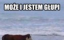 Tym razem odpuszczę sobie ale