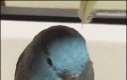 Ptasior z uszami