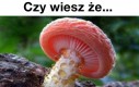 Wiedziałeś?