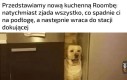 Prawa łapa w kuchni