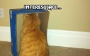 Kot zainteresowany kartonem