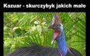 Skurczybyk kazuar