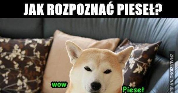 Jak rozpoznać pieseła - Jeja.pl