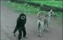 Złośliwa małpa