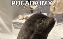 Pogadajmy