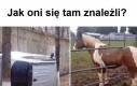 Jak oni się tam znaleźli?