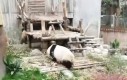 Kung Fu panda w prawdziwym życiu