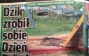Brawa dla tego dzika