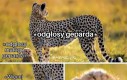 Nie znam się za bardzo na gepardach