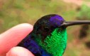 Kolorowy ptaszek